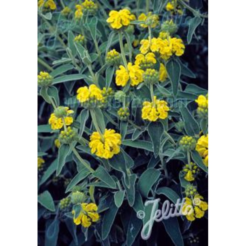 Phlomis fruticosa AGM|2 Litre|9CM
