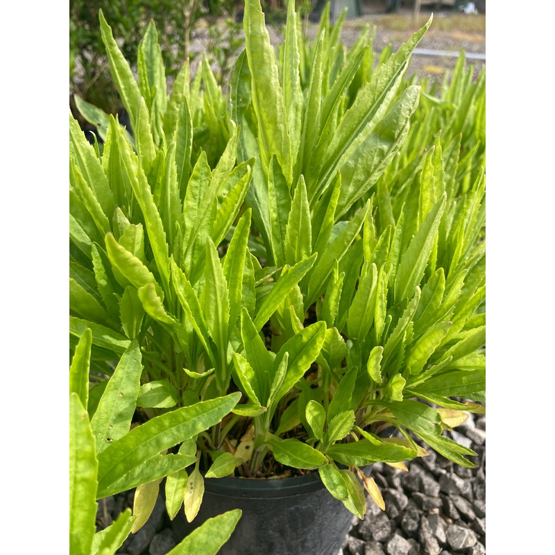 Physostegia virginiana Rosea|2 Litre