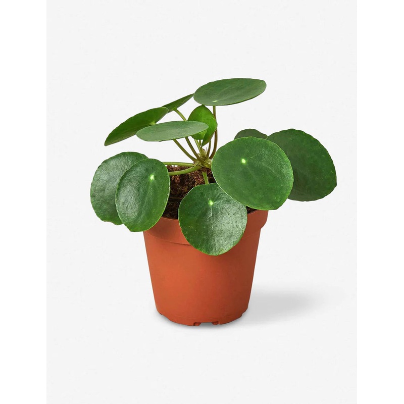 Pilea Peperomiodes ‘Chinese Money Plant’