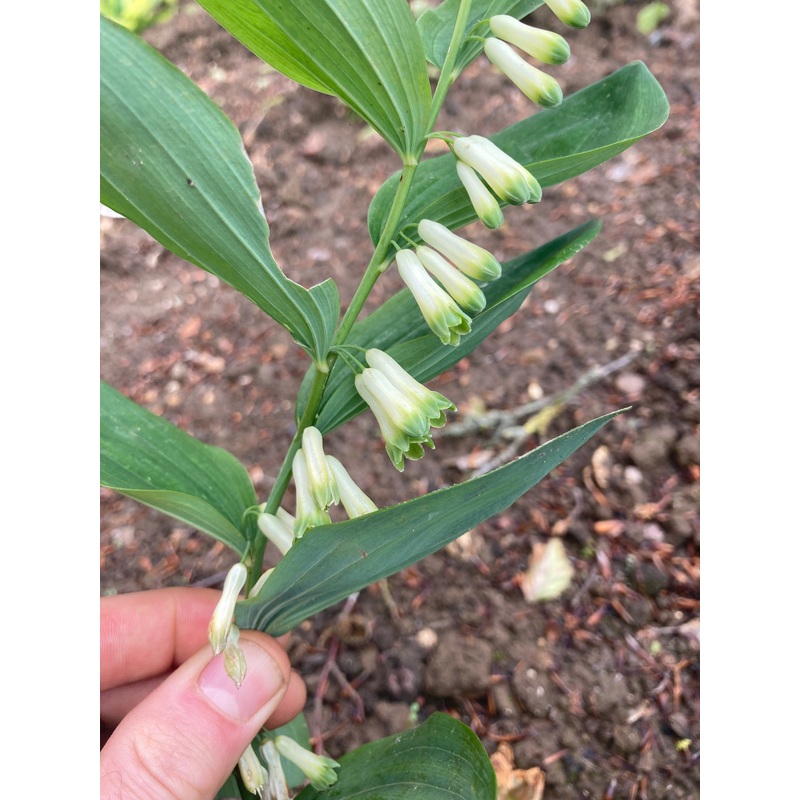 Polygonatum multiflorum|9CM|2 Litre