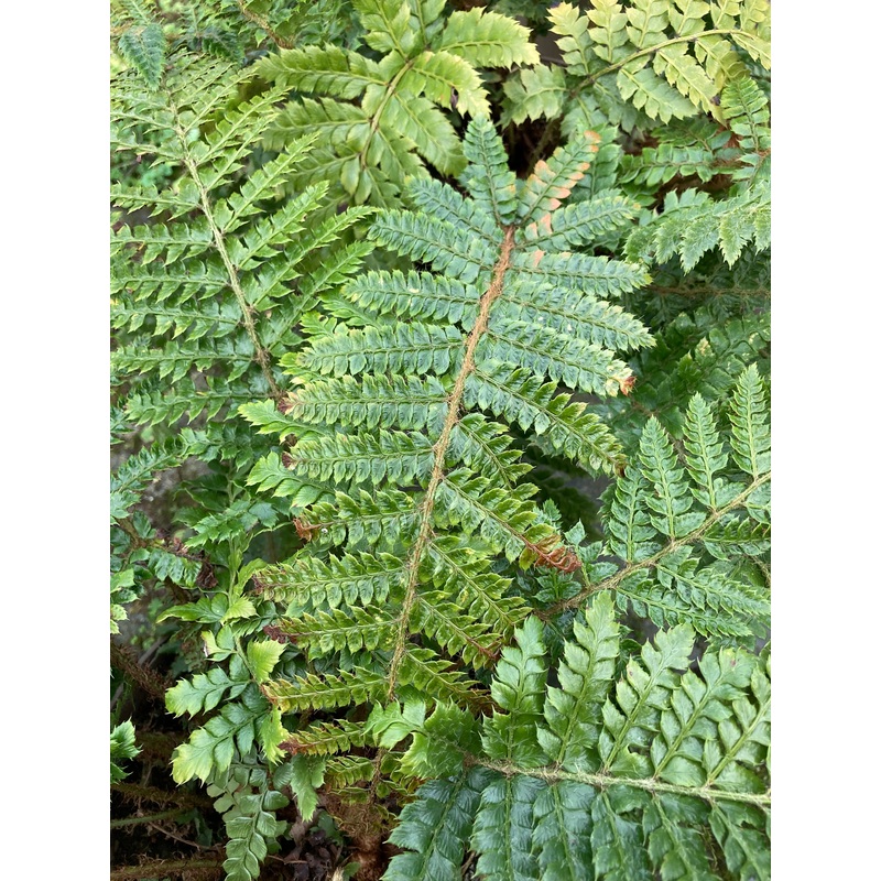 Polystichum polyblepharum AGM