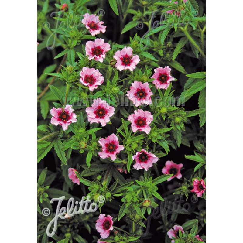 Potentilla nepalensis ‘Helen Jane’