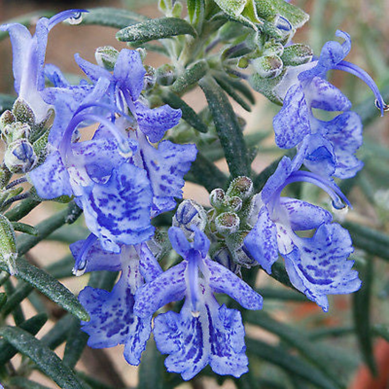 Rosmarinus Blue Lagoon