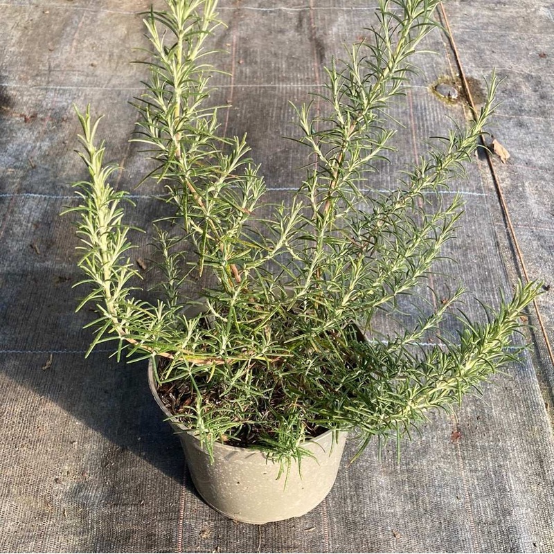 Rosmarinus officinalis Heavenly Blue