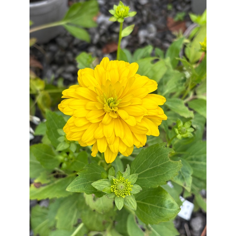Rudbeckia laciniata ‘Goldquelle’