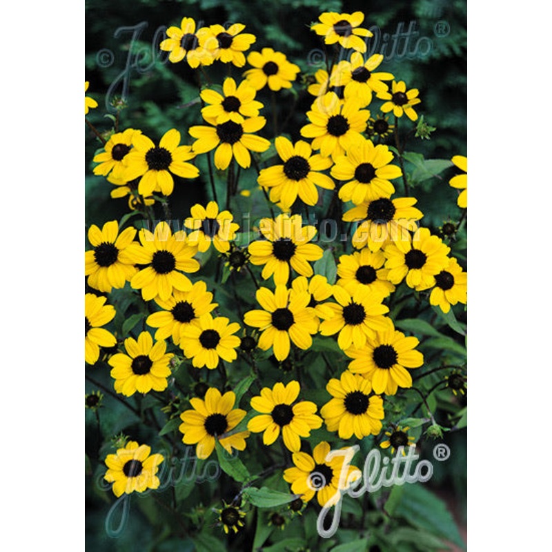 Rudbeckia triloba Blackjack Gold