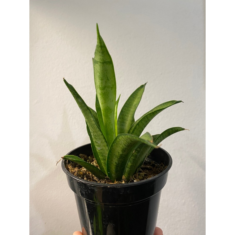 Sansevieria ‘Lilliput’|3″ Pot