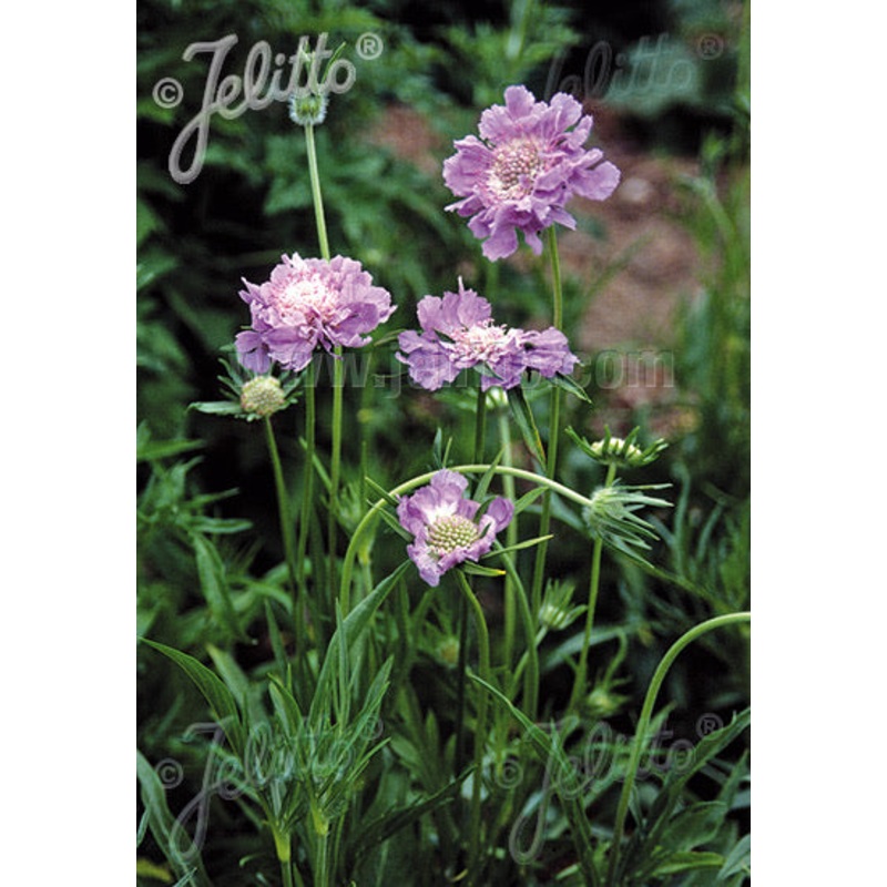 Scabiosa caucasica Perfecta Blue