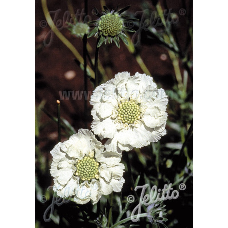 Scabiosa caucasica White Perfection