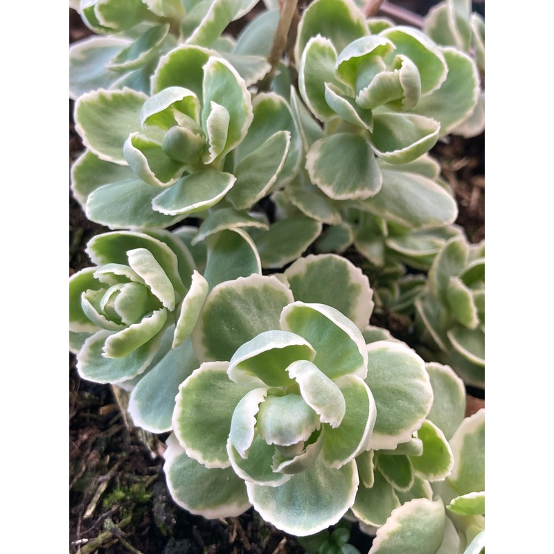 Sedum Frosty Morn
