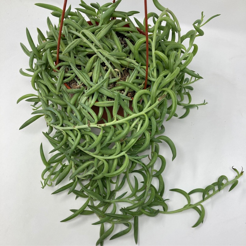 Senecio Radicans ‘Fish Hooks’|6″ Hanging Basket|4″ Pot