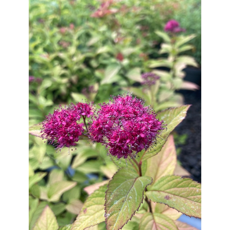 Spiraea japonica ‘Goldflame’|0.5 Litre|2 Litre