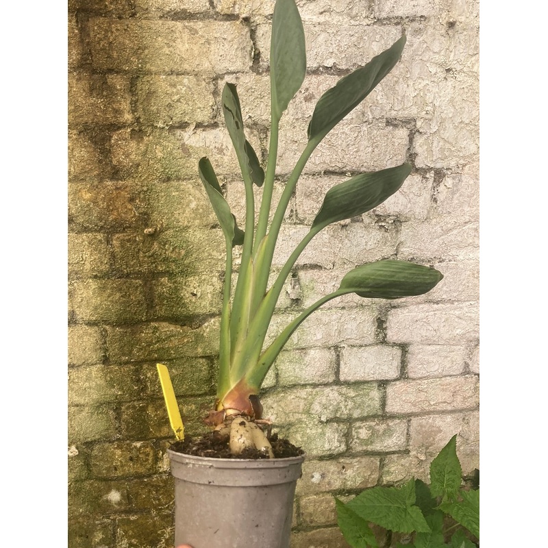 Strelitzia reginae ‘Mandela’s Gold’ AGM
