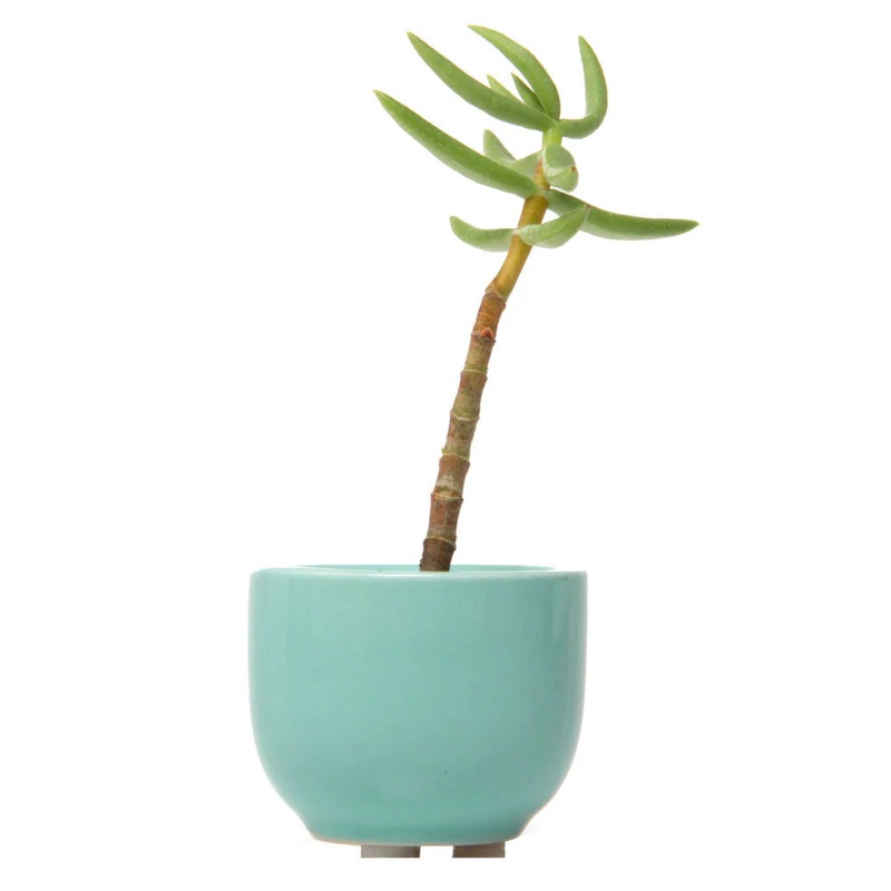 Tiny Ceramic Pot|Seafoam