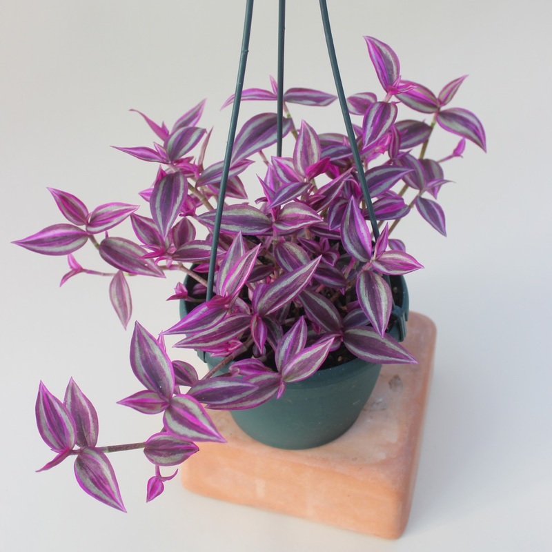 Tradescantia zebrina ‘Pink Paradise’
