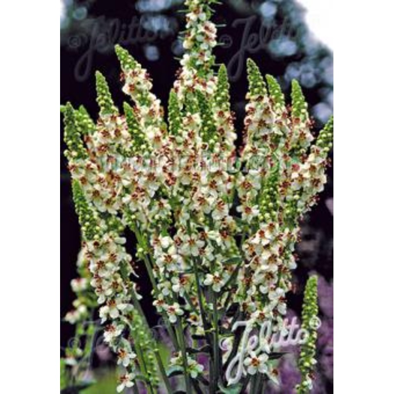 Verbascum chaixii ‘Wedding Candles’