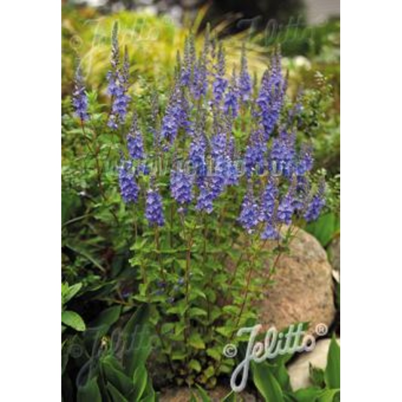 Veronica austriaca subsp. teucrium Royal Blue – AGM