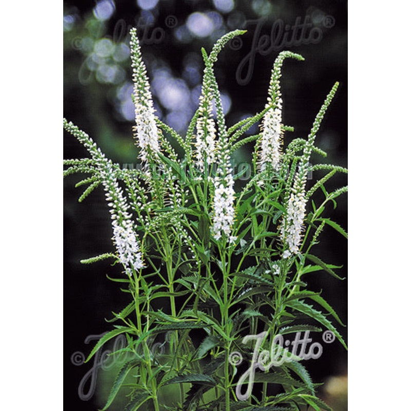 Veronica longifolia Alba|9cm|2 Litre