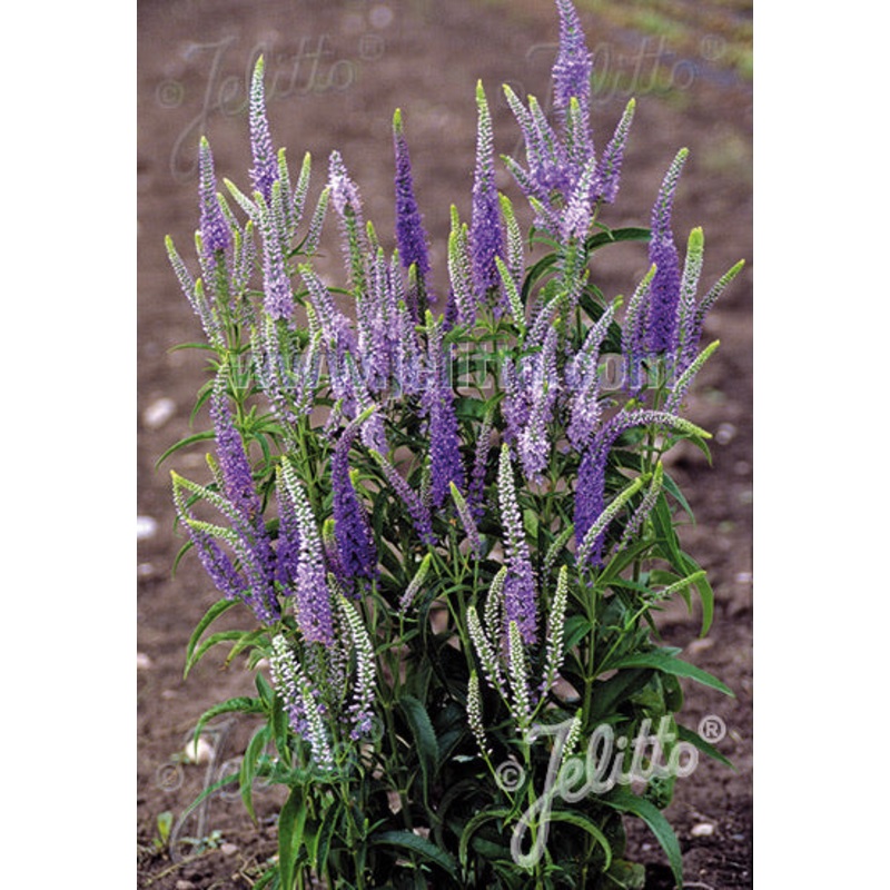 Veronica longifolia Blue Shades