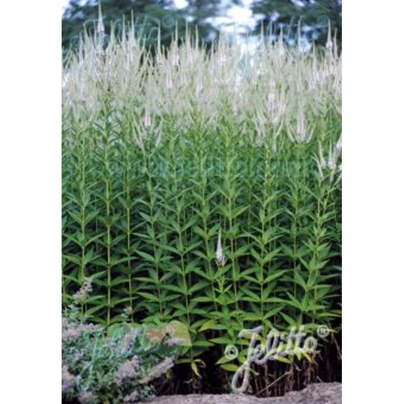 Veronicastrum virginicum Album AGM