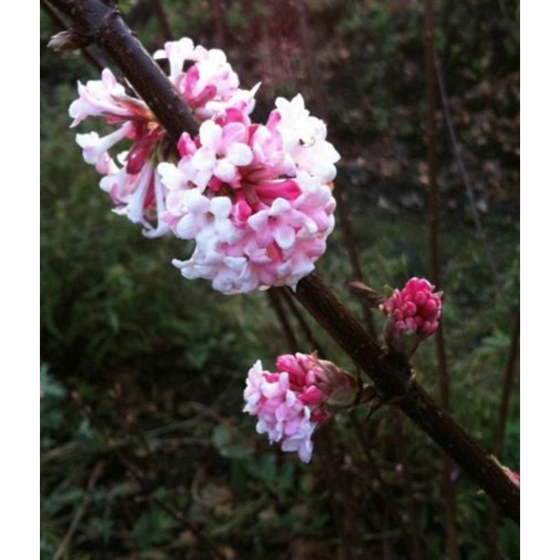 Viburnum bodnantense Dawn