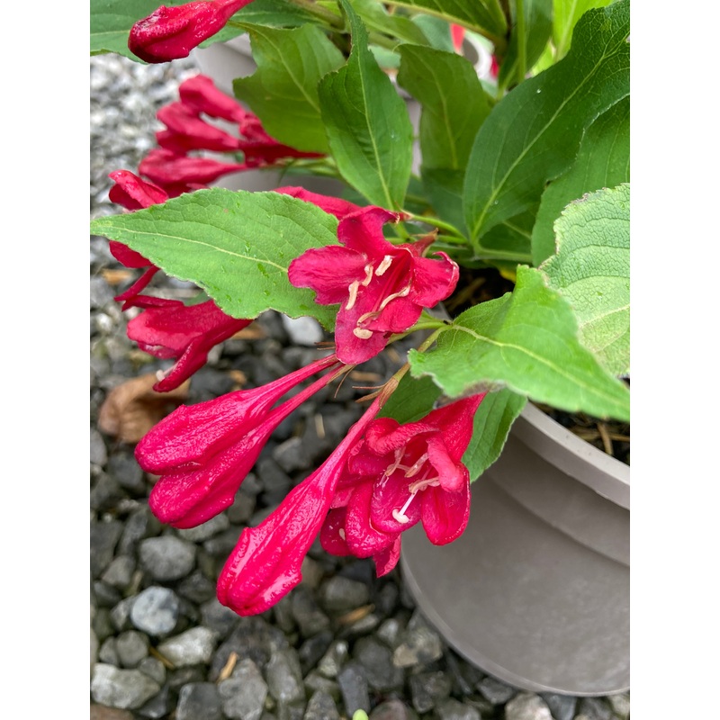 Weigela Red Prince