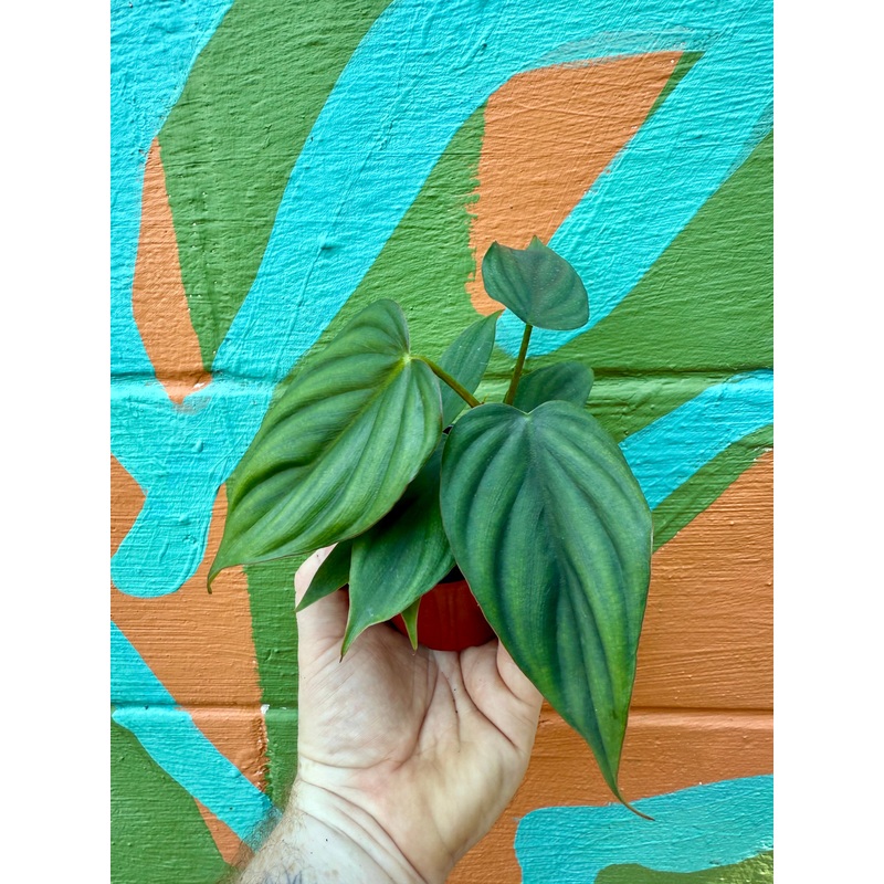 3.5 Philodendron sp. Colombia El Guapo