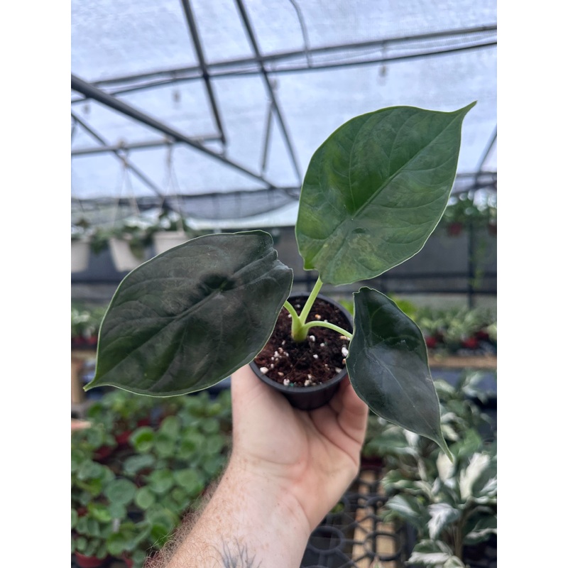 3 Alocasia Green Unicorn (azlanii x Dragon Scale)