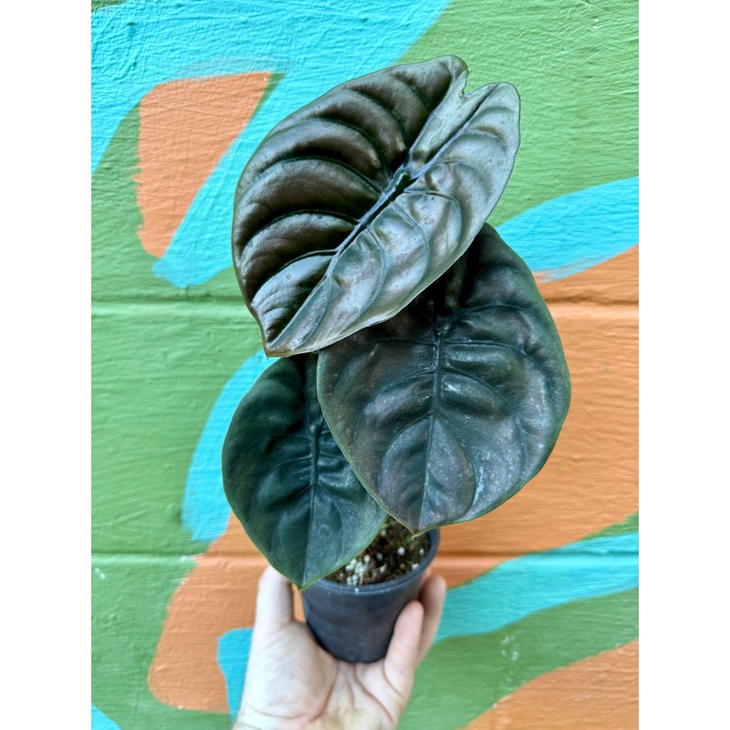 4 Alocasia cuprea ‘Red Secret’
