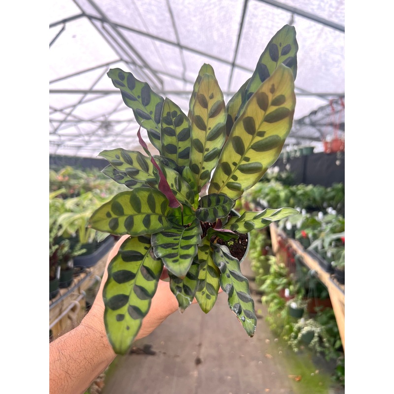 4 Calathea lancifolia ‘Rattlesnake Plant’