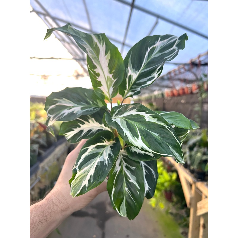 4 Calathea Stella