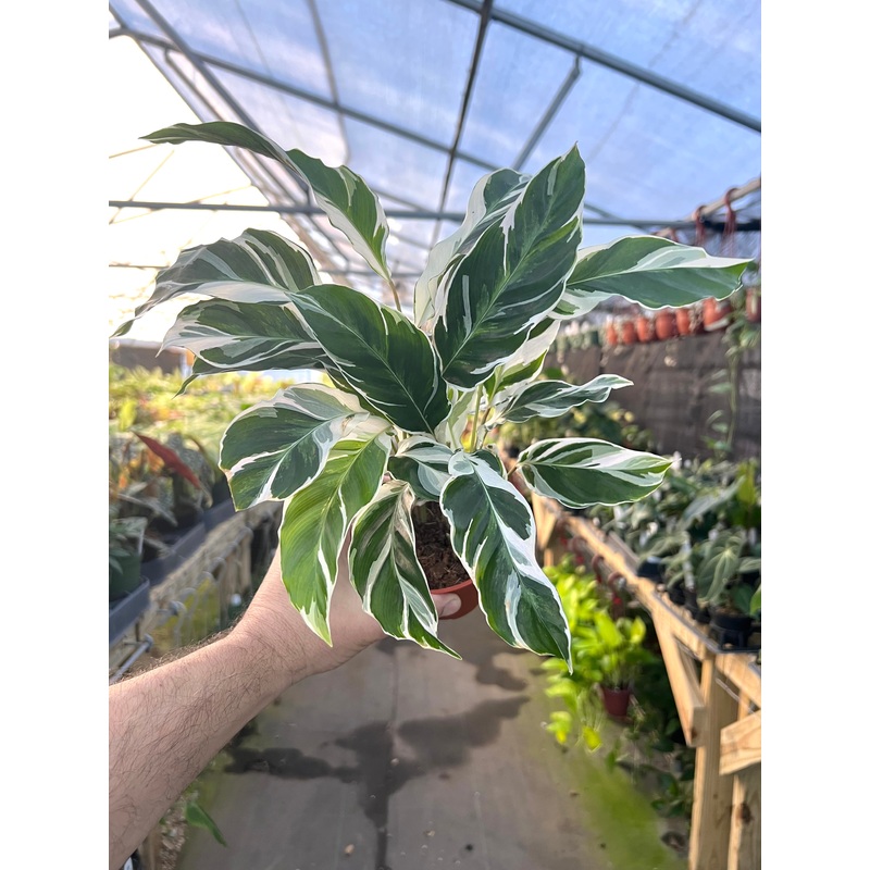 4 Calathea White Fusion