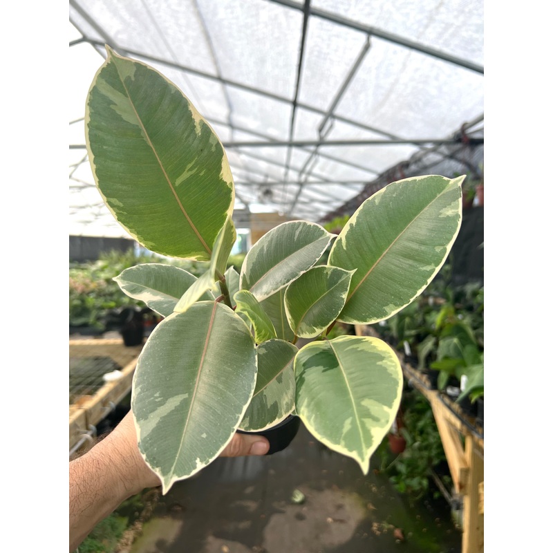 4 Ficus tineke