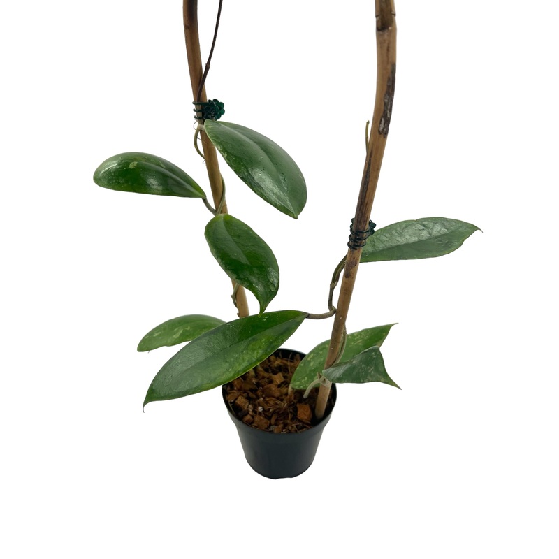4 Hoya juannguoana