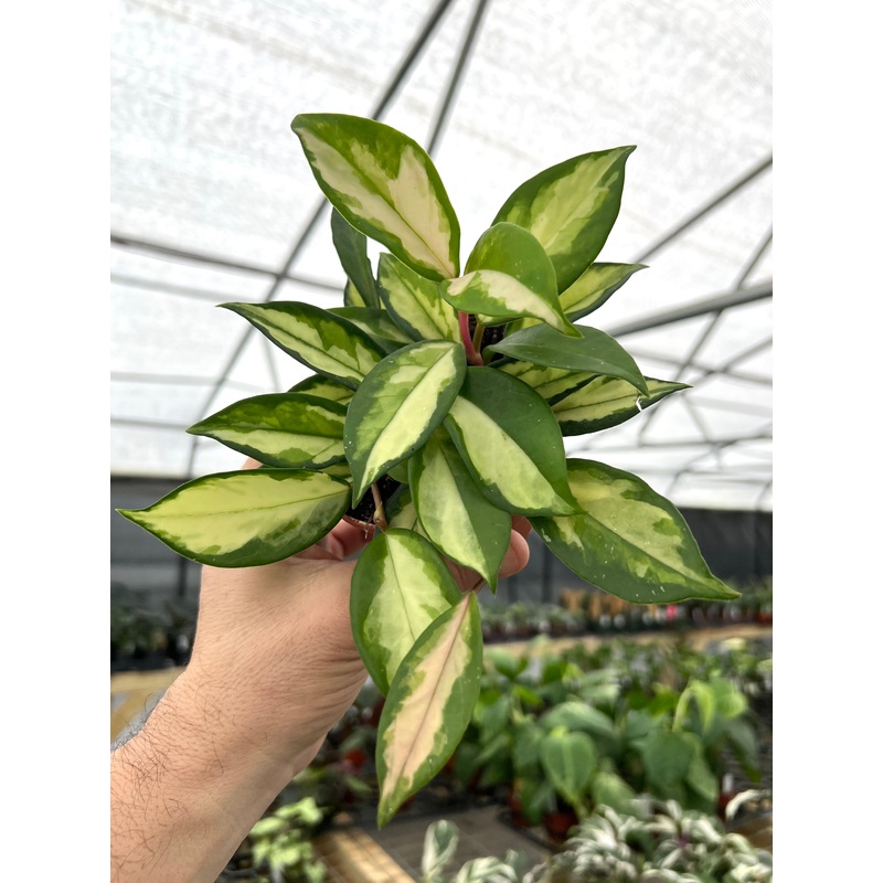 4 Hoya Krimson Princess