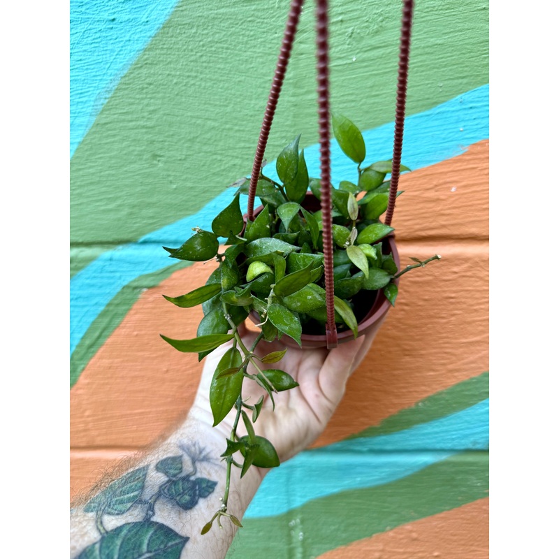 4 Hoya lacunosa hanging basket