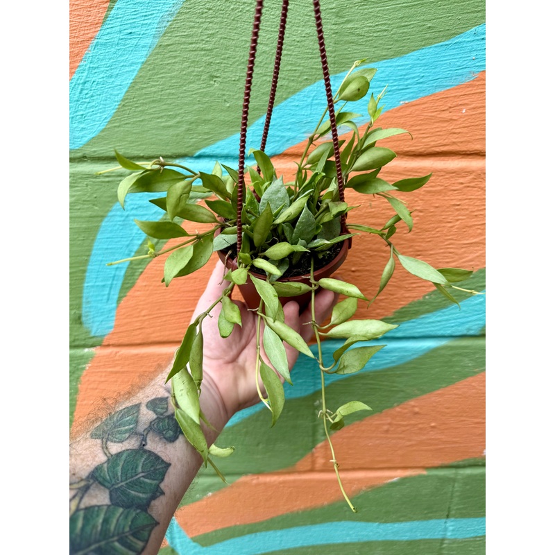 4 Hoya lacunosa ‘Mint’ hanging basket