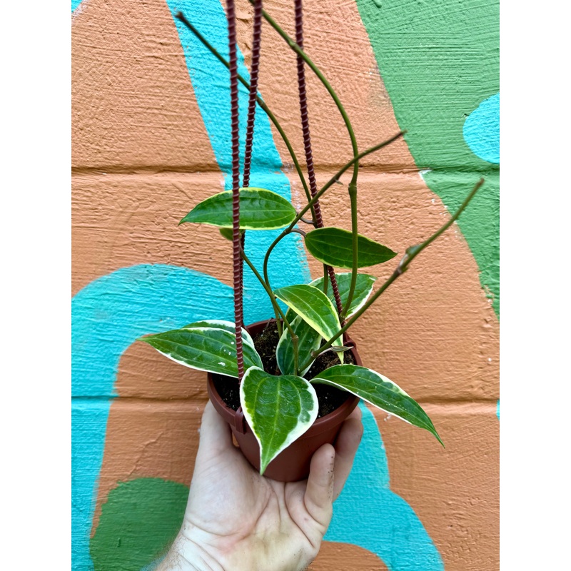 4 Hoya latifolia (macrophylla) variegated hanging basket