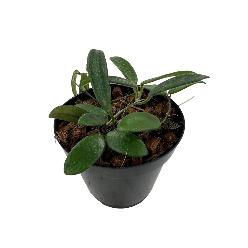 4 Hoya lyi