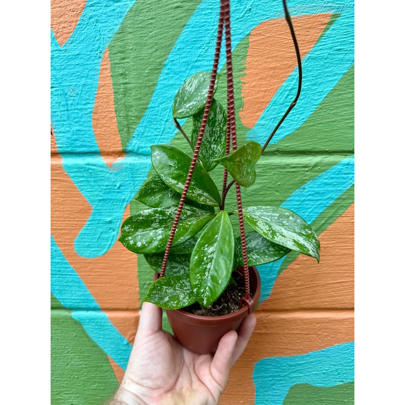 4 Hoya pubicalyx ‘Splash’ hanging basket
