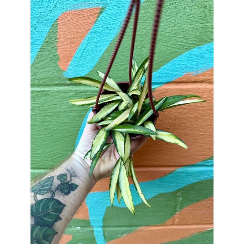 4 Hoya wayetii variegated hanging basket