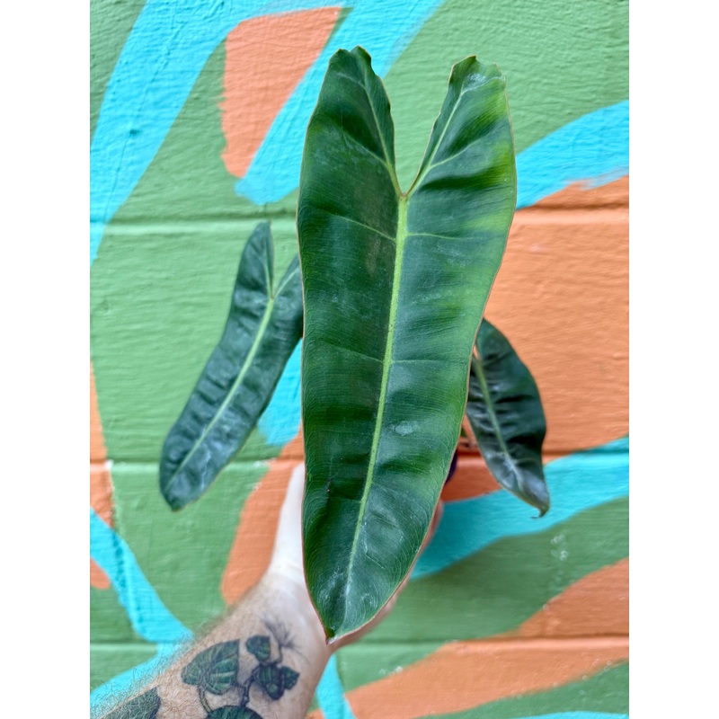 4 Philodendron billietiae