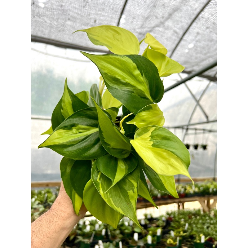 4 Philodendron Brasil