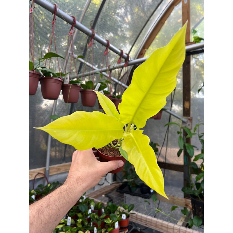 4 Philodendron Golden Saw (‘Jungle Boogie’ aurea/Golden Crocodile)