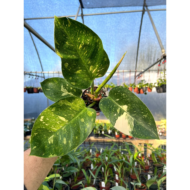 4 Philodendron ‘Green Congo Nuclear’
