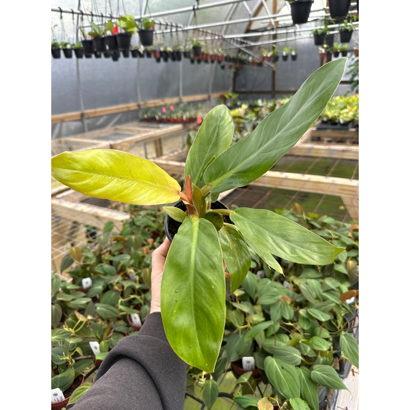 4 Philodendron melinonii