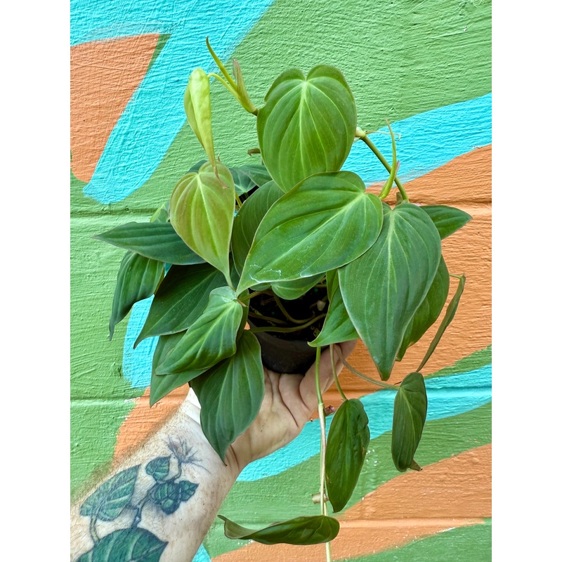 4 Philodendron Micans