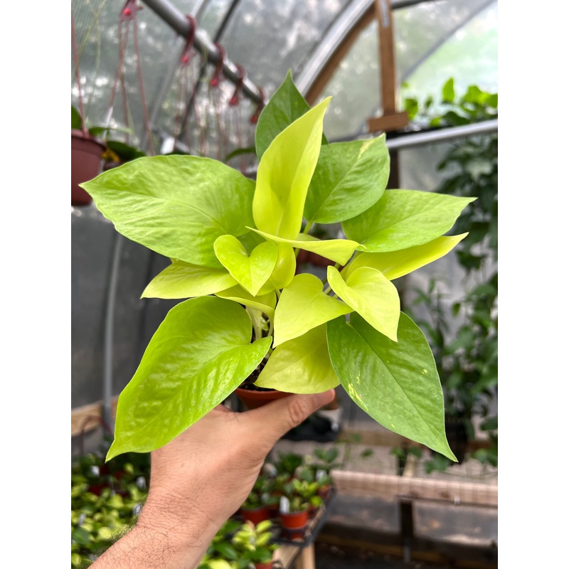 4 Pothos Neon hanging basket