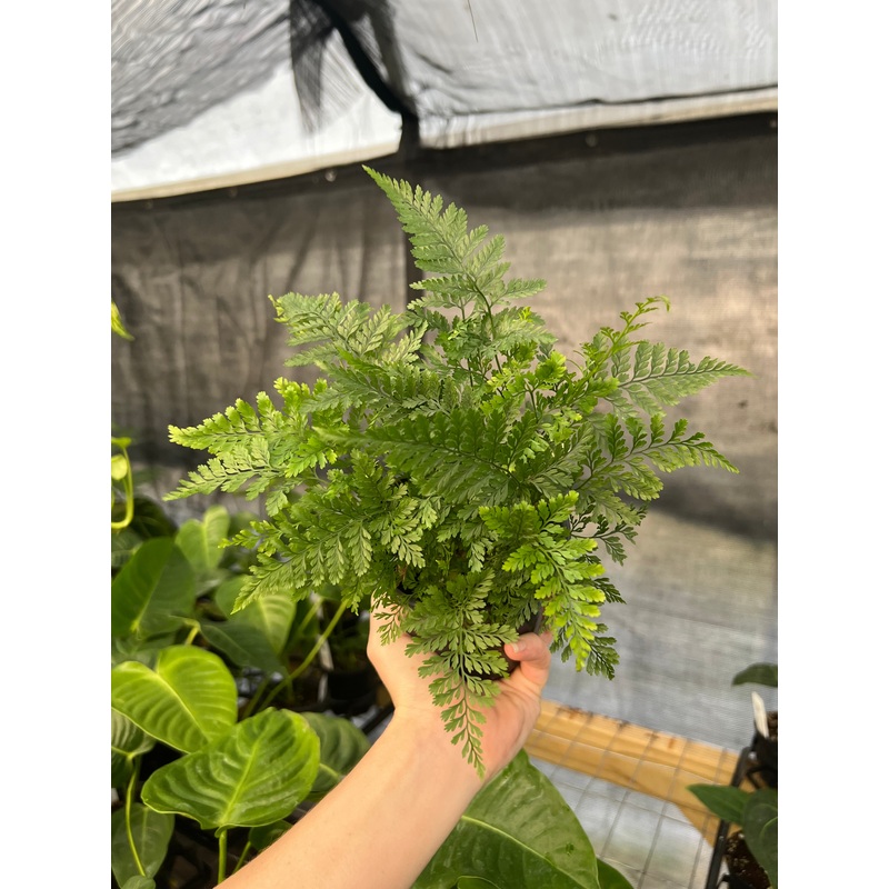 4 Rabbit’s Foot Fern (Davallia fejeensis)
