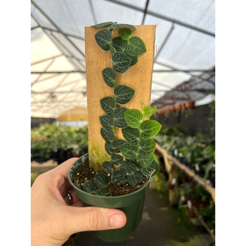 4 Rhaphidophora cryptantha